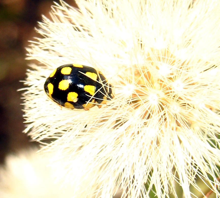 Coccinellidae